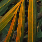 Close-up of leaves from a distance