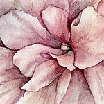Fleur peinte en rose à l'aquarelle