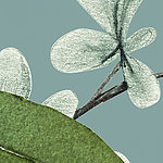 Piante con sfondo blu - View 1