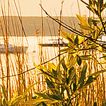 Берег озера с высокими травами