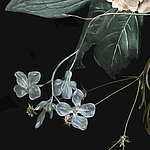 Kleine, weiße Blume mit grünen Blättern auf schwarzem Hintergrund