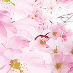 Деталь цветущей розовой вишни