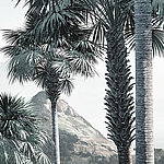 Palm trees with mountain in the background