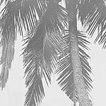 Palmen in schwarzweiß blass