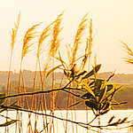Берег озера с травами желтого цвета