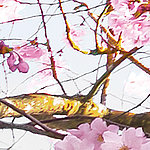 Branches of cherry blossom tree