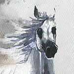 White horse in watercolour painting