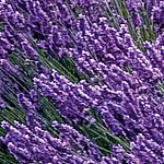 Close up of flowering lavender