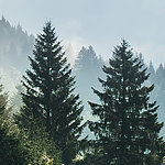 Two large firs in mountain landscape
