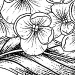 Drawn flowers in black and white