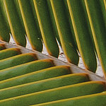 Detailaufnahme von grünem Palmenblatt