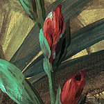 Flor roja cerrada - View 1