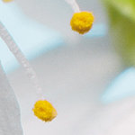 Detailaufnahme von weiß-gelber Blüte