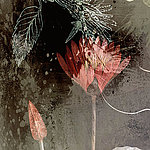 Fleurs rouges - View 1