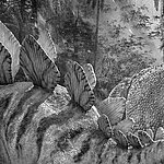 Спина динозавра в черно-белом цвете