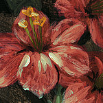 Flor abierta roja - View 1