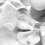 Fiore con petali rotondi di colore grigio chiaro