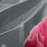 Detail of pink petal on gray background