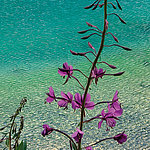 Plante violette sur fond d'eau turquoise