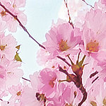 Detailaufnahme von rosa Kirschblüten
