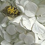 Weiße Blüte mit schwarz-gelbem Käfer