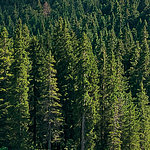 Dense forest - View 1