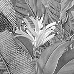 Close-up of leaves in black and white