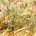 pittura a olio di erba e foglie