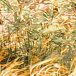 Blur nature photography trees - View 1
