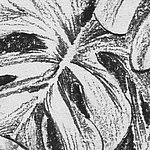 Close-up of drawn Monstera leaf in black and white