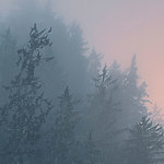 Wald in Nebel mit rosarotem Himmel