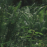 Arbustos en la selva