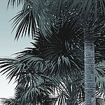 Ausschnitt von Palmen