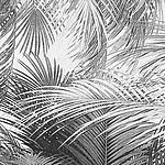 Palmenblätter in schwarz-weiß