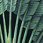Fan-shaped leaves on black background