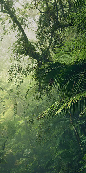 Перейти к Фотообои с джунглями