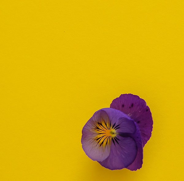 Sunshine Plum - Просмотр 1