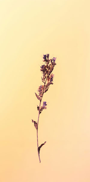 Sunshine Plum - Просмотр 3