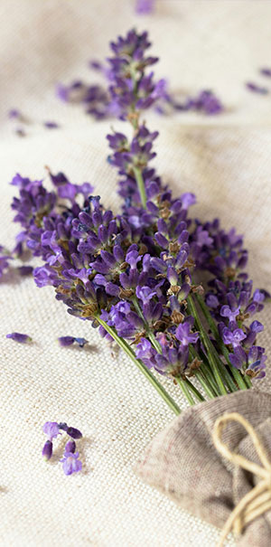 Sunshine Plum - Просмотр 4