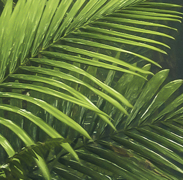 Palm Leafes