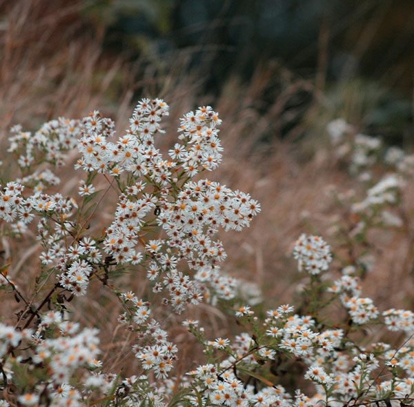 Wiesenblumen